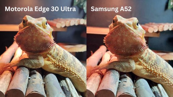 Motorola Edge 30 Ultra レビュー: 異なる携帯電話で撮影されたフトアゴヒゲトカゲの 2 枚の写真