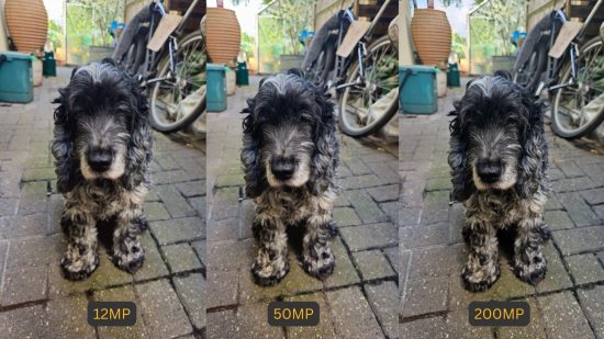 Samsung Galaxy S23 のレビュー写真の比較。白黒の犬を 3 回、それぞれ異なるメガピクセル設定で示しています。