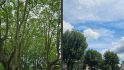 Samsung Galaxy S23 Ultra のレビュー写真の例には、木の 2 つのシーンが示されています。1 つは左側の混雑した森林地帯にあり、もう 1 つは遠く離れた青い空に大きな雲があります。
