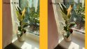 Tecno Pova 5 Pro 5G Free Fire Special Edition レビュー: 植物の 2 枚の写真を示す比較グラフィック。左は Pova 5 Pro で撮影したもの、右は iPhone SE (2022) で撮影したものです。