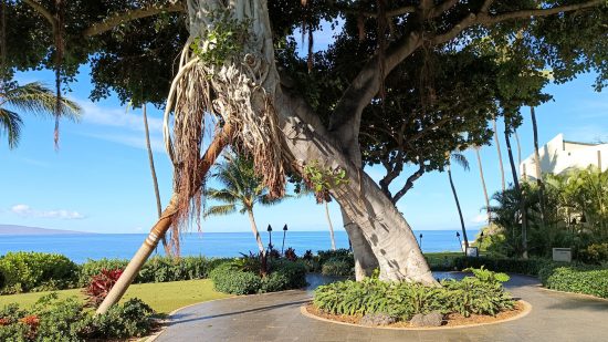 Tecno Phantom V Flip のレビュー用にハワイのリゾートにある大きな木のショット